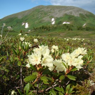 Голец Зарод